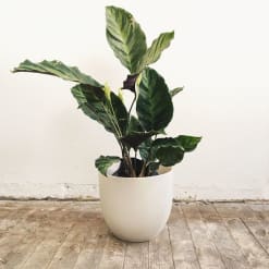 Calathea Louisae